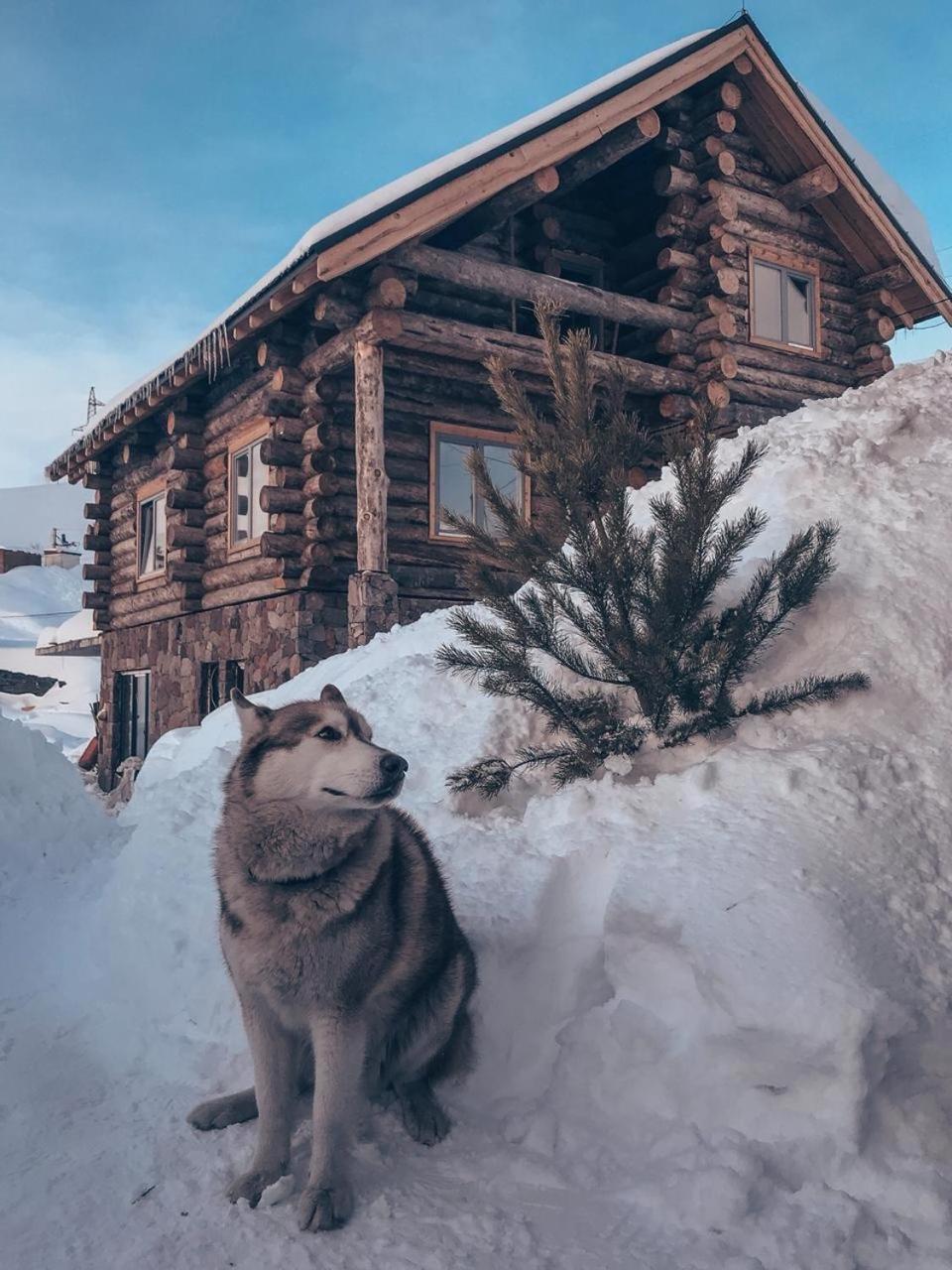 Mountain Cricket Chalets And Apartments Gudauri Exterior photo